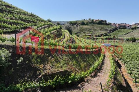 Farm i Vila Real, Vila Real, Vila Real - € 170.000 | Ref: FIN_511 - foto 13