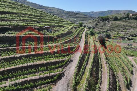 Farm i Vila Real, Vila Real, Vila Real - € 170.000 | Ref: FIN_511 - foto 14