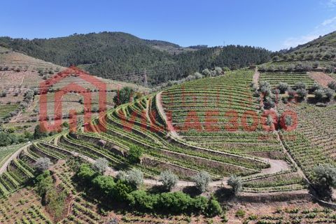 Farm i Vila Real, Vila Real, Vila Real - € 170.000 | Ref: FIN_511 - foto 16