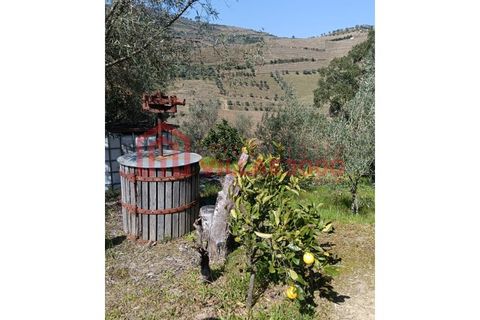 Farm i Vila Real, Vila Real, Vila Real - € 170.000 | Ref: FIN_511 - foto 21
