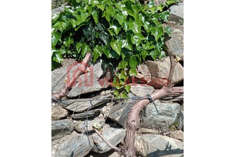 Farm i Vila Real, Vila Real, Vila Real - € 170.000 | Ref: FIN_511 - foto 22