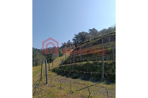 Farm i Vila Real, Vila Real, Vila Real - € 170.000 | Ref: FIN_511 - foto 23