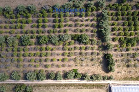 Helårsgrund i Noto, Siracusa, Noto - € 180.000 | Ref: 1302 - foto 23