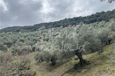 Cortijo a Charilla, Jaen, Charilla - € 100.000 | Ref: CJ948 - foto 15