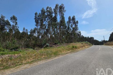 Terra a Santa Comba Dao, Viseu, Santa Comba Dao - € 19.900 | Ref: 916134 - foto 2