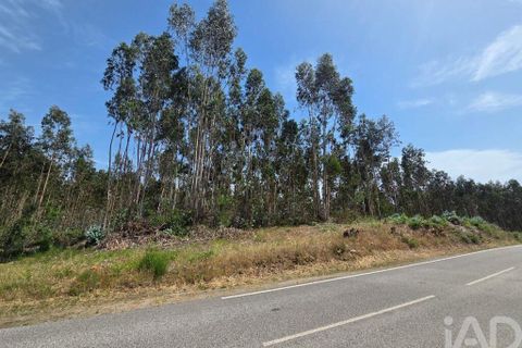 Terra a Santa Comba Dao, Viseu, Santa Comba Dao - € 19.900 | Ref: 916134 - foto 3