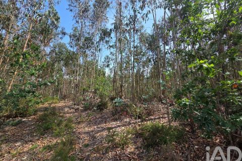 Terra a Santa Comba Dao, Viseu, Santa Comba Dao - € 19.900 | Ref: 916134 - foto 5