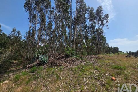 Terra a Santa Comba Dao, Viseu, Santa Comba Dao - € 19.900 | Ref: 916134 - foto 7