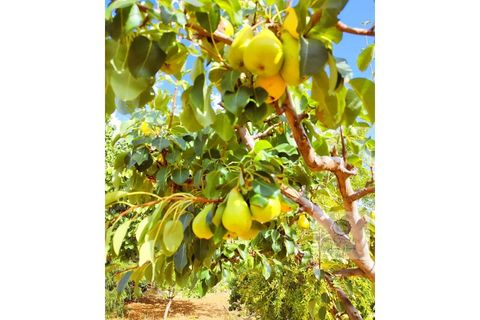 Villa i Capdepera, Mallorca, Capdepera - € 849.000 | Ref: ISS389C - foto 40