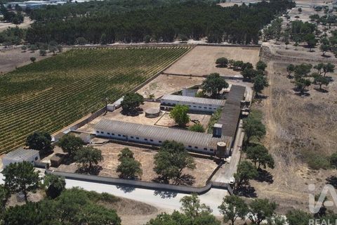 Terra a Palmela, Setubal, Palmela - € 320.000 | Ref: 911598 - foto 6