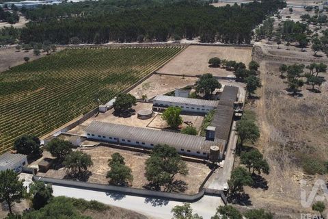Terra a Palmela, Setubal, Palmela - € 320.000 | Ref: 911598 - foto 10