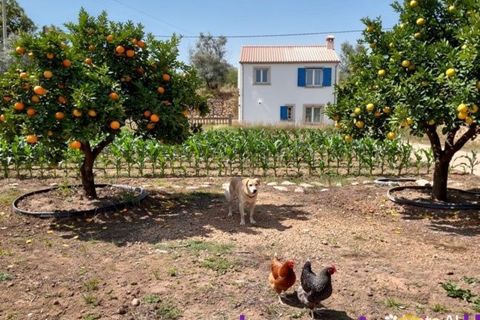 Landejendom i Condeixa-a-Nova, Coimbra, Condeixa-a-Nova - € 42.500 | Ref: JV -2026 / RRC - foto 13