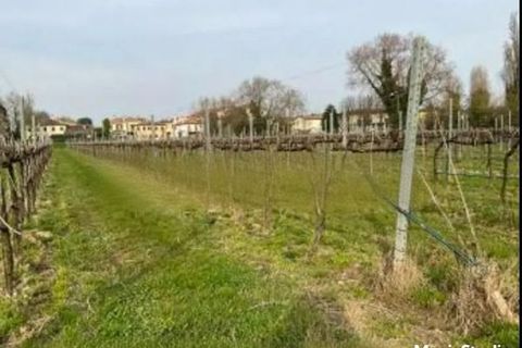 Terra a Silea, Treviso, Silea - € 500.000 | Ref: A.A. 86-25 - foto 2