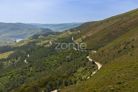 Farm i Sabrosa, Vila Real, Sabrosa - € 355.000 | Ref: ZMPT589429 - foto 2
