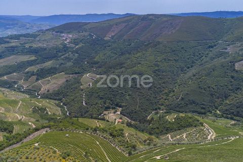 Farm i Sabrosa, Vila Real, Sabrosa - € 355.000 | Ref: ZMPT589429 - foto 15