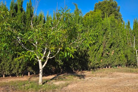 Landejendom i Yecla, Murcia, Yecla - € 126.000 | Ref: CAR-001 - foto 19