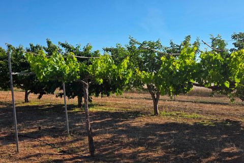 Landejendom i Yecla, Murcia, Yecla - € 126.000 | Ref: CAR-001 - foto 20