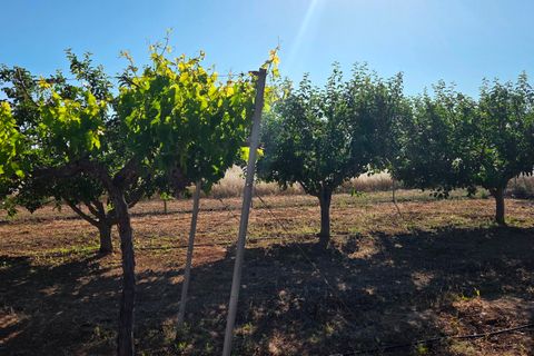 Landejendom i Yecla, Murcia, Yecla - € 126.000 | Ref: CAR-001 - foto 21