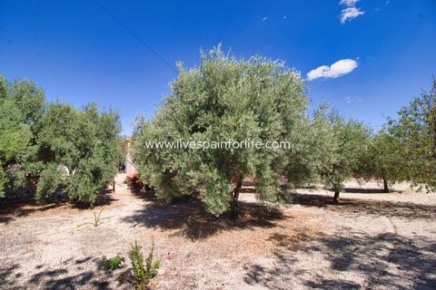 Landejendom i Albatera, Alicante, Albatera - € 280.000 | Ref: Alba EN - foto 28