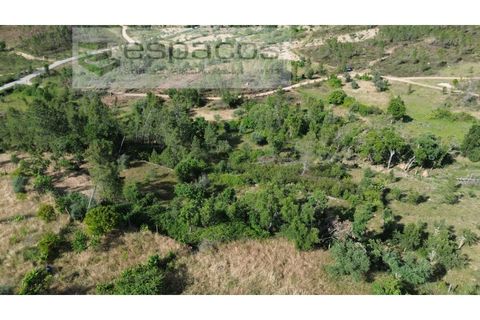 Terra a Castelo Branco, Castelo Branco, Castelo Branco - € 16.500 | Ref: 5711/FA - foto 4