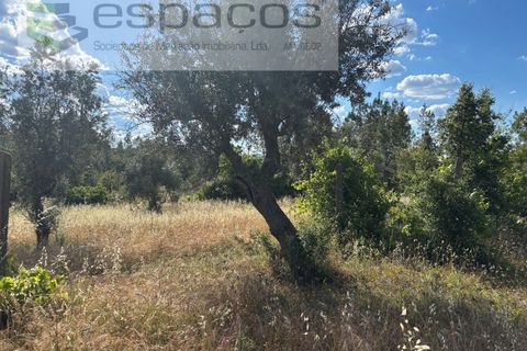 Terra a Castelo Branco, Castelo Branco, Castelo Branco - € 16.500 | Ref: 5711/FA - foto 7