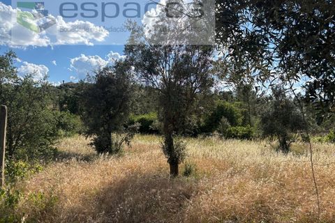 Terra a Castelo Branco, Castelo Branco, Castelo Branco - € 16.500 | Ref: 5711/FA - foto 8