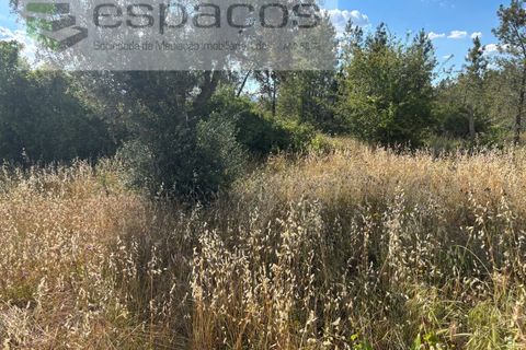 Terra a Castelo Branco, Castelo Branco, Castelo Branco - € 16.500 | Ref: 5711/FA - foto 10