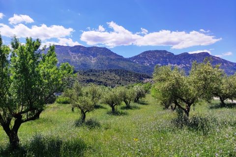 Terra a Benimassot, Alicante, Benimassot - € 43.000 | Ref: 8191 - foto 6