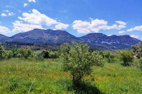Terra a Benimassot, Alicante, Benimassot - € 43.000 | Ref: 8191 - foto 7