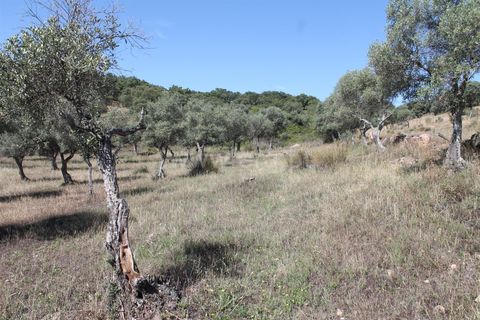 Villa a Idanha-a-Nova, Castelo Branco, Idanha-a-Nova - € 17.500 | Ref: 102230232 - foto 15