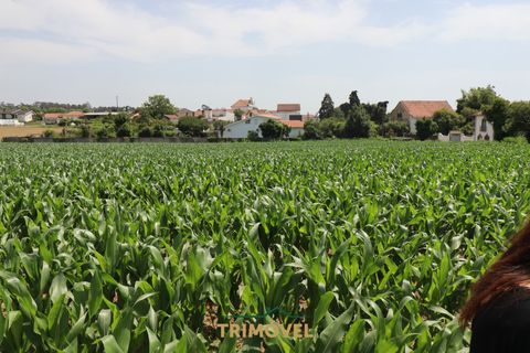 Helårsgrund i Ovar, Aveiro, Ovar - € 210.000 | Ref: TRI605 - foto 2