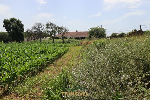 Helårsgrund i Ovar, Aveiro, Ovar - € 210.000 | Ref: TRI605 - foto 3