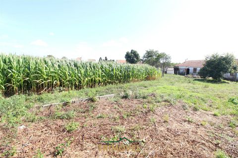Helårsgrund i Ovar, Aveiro, Ovar - € 210.000 | Ref: TRI605 - foto 16