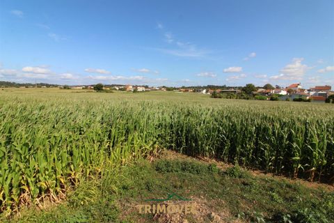 Helårsgrund i Ovar, Aveiro, Ovar - € 210.000 | Ref: TRI605 - foto 17