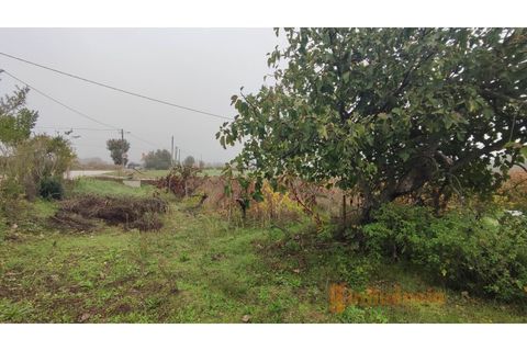 Farm i Ferro, Castelo Branco, Ferro - € 149.000 | Ref: MAS_120 - foto 20