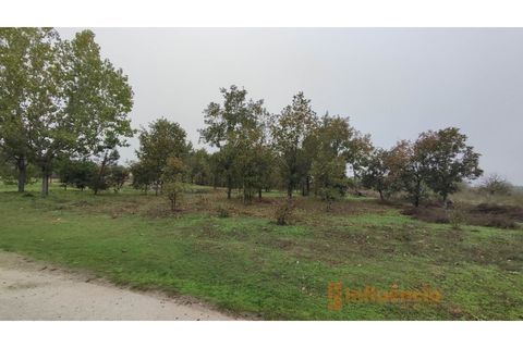 Farm i Ferro, Castelo Branco, Ferro - € 149.000 | Ref: MAS_120 - foto 22