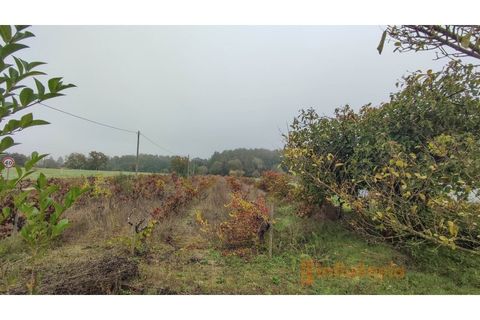 Farm i Ferro, Castelo Branco, Ferro - € 149.000 | Ref: MAS_120 - foto 23