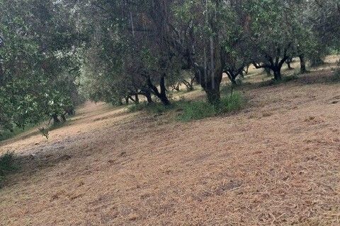 Terra a Colonnella, Teramo, Colonnella - € 90.000 | Ref: 6738 - foto 8