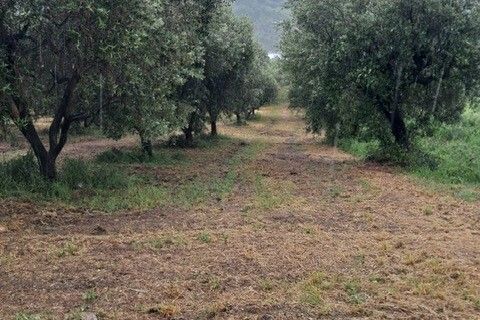 Terra a Colonnella, Teramo, Colonnella - € 90.000 | Ref: 6738 - foto 12