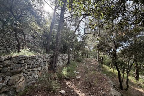 Terra a Falicon, Alpes-Maritimes, Falicon - € 630.000 | Ref: 87019825 - foto 2