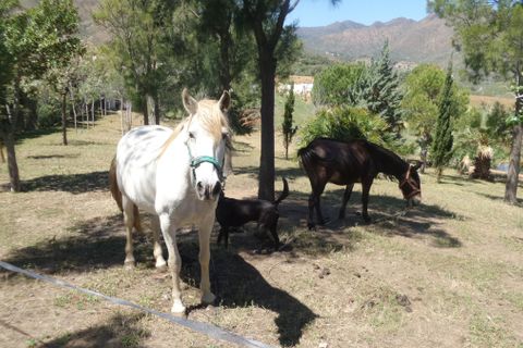 Finca i Entrerrios, Malaga, Entrerrios - € 1.195.000 | Ref: R5397853 - foto 37