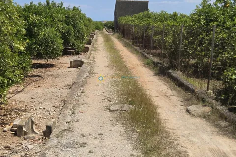 Terra a Oliva, Valencia, Oliva - € 18.000 | Ref: PNPT302 - foto 10