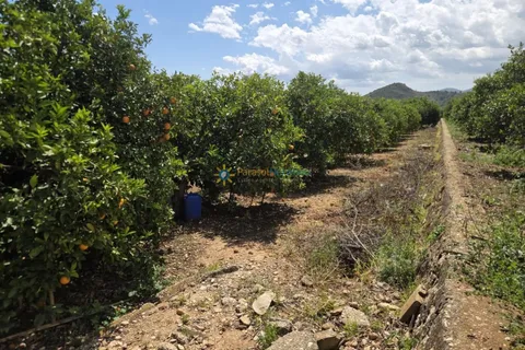 Terra a Oliva, Valencia, Oliva - € 18.000 | Ref: PNPT302 - foto 6
