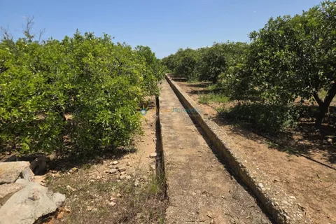 Terra a Oliva, Valencia, Oliva - € 18.000 | Ref: PNPT302 - foto 4