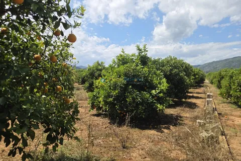 Terra a Oliva, Valencia, Oliva - € 18.000 | Ref: PNPT302 - foto 7