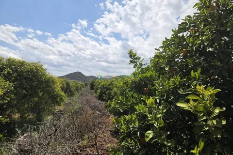 Terra a Oliva, Valencia, Oliva - € 18.000 | Ref: PNPT302 - foto 3
