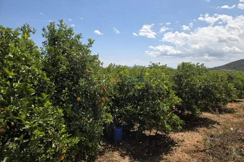 Terra a Oliva, Valencia, Oliva - € 18.000 | Ref: PNPT302 - foto 9