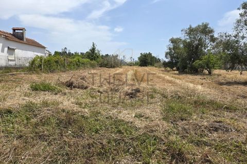 Helårsgrund i Pombal, Leiria, Pombal - € 119.000 | Ref: 2056 - foto 9