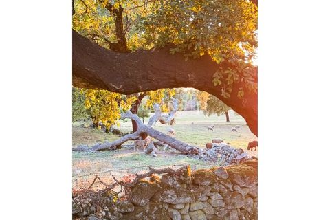 Farm i Marvao, Portalegre, Marvao - € 580.000 | Ref: FG470 - foto 45
