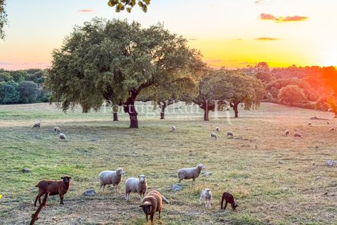 Farm i Marvao, Portalegre, Marvao - € 580.000 | Ref: FG470 - foto 46
